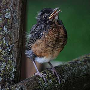 baby robin