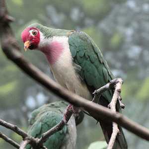 zoo bird