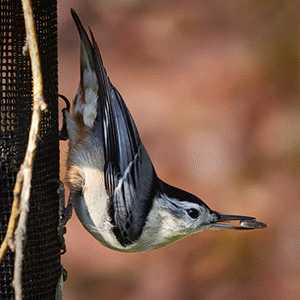 nuthatch