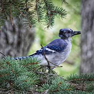 blue jay