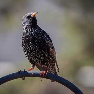 euro starling