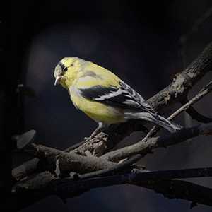 goldfinch