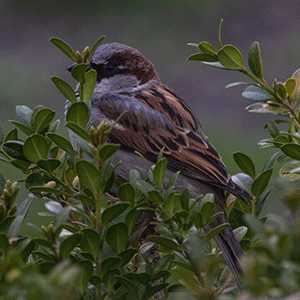 sparrow