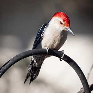 redbellied woodpecker