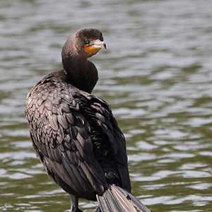 cormorant