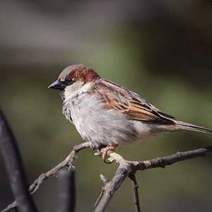 sparrow