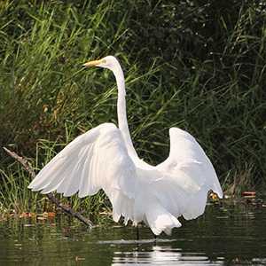 snowy egret