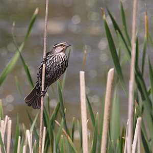 redwing blackbird