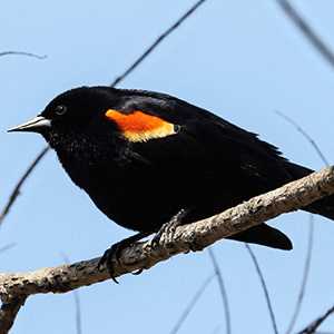 redwing blackbird