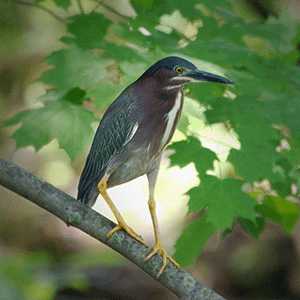 green heron