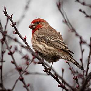 house wrens