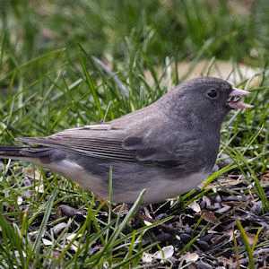 Junco