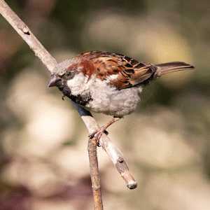 Sparrow