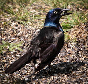 Grackle