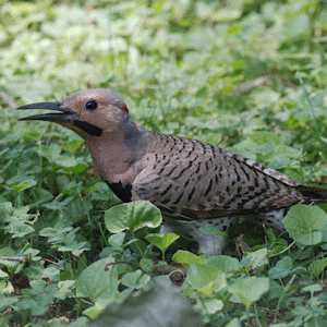 Northern Flicker