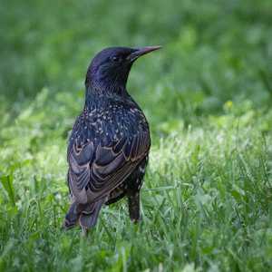 European Starling