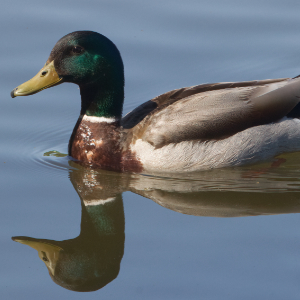 Mallard Duck