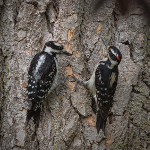 Woodpeckers