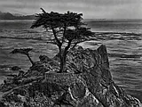 Lone Cypress