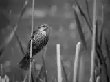 Red Winged Blackbird