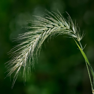 Grass
