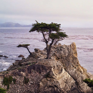 Lone Cypress