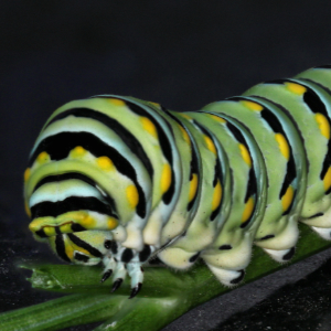 Caterpillar